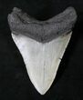 Razor Sharp Megalodon Tooth - North Carolina #19018-2